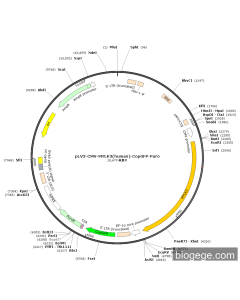 pLV3-CMV-MYLK3(human)-CopGFP-Puro