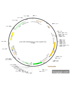pLV3-CMV-CAPG(human)-3×FLAG-CopGFP-Puro