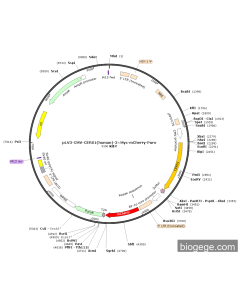 pLV3-CMV-CERS1(human)-3×Myc-mCherry-Puro