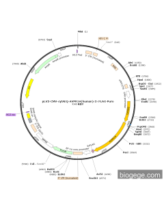 pLV3-CMV-cytAEQ-AVPR1A(human)-3×FLAG-Puro