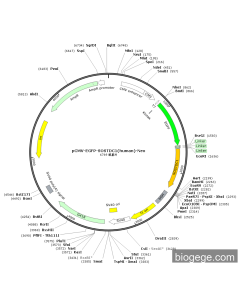 pCMV-EGFP-SOSTDC1(human)-Neo
