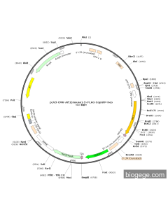 pLV3-CMV-Art1(mouse)-3×FLAG-CopGFP-Neo