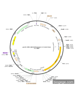 pLV3-CMV-ABCG2(human)-3×FLAG-Puro