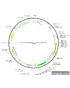 pLV3-CMV-Klk8(mouse)-3×FLAG-CopGFP-Neo
