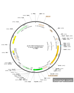 pLV3-CMV-Esrrb(mouse)-3×FLAG-CopGFP-Puro