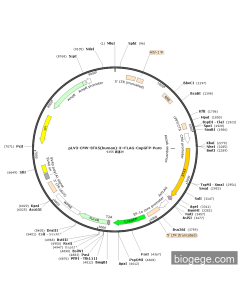 pLV3-CMV-STX5(human)-3×FLAG-CopGFP-Puro