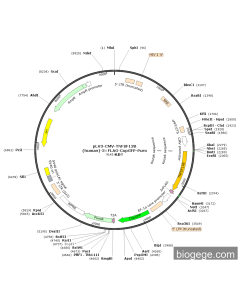pLV3-CMV-TNFSF13B(human)-3×FLAG-CopGFP-Puro