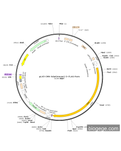 pLV3-CMV-Adar(mouse)-3×FLAG-Puro