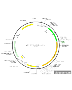 pCMV-EGFP-SLC16A3(human)-Neo