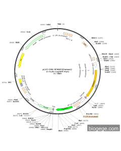 pLV3-CMV-SPMAP2(human)-3×FLAG-CopGFP-Puro