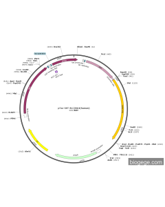 pTac-GST-SLC30A4(human)