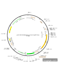 pLV3-CMV-SS18(human)-3×FLAG-CopGFP-Puro