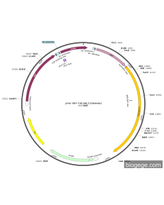 pTac-GST-COLGALT1(human)