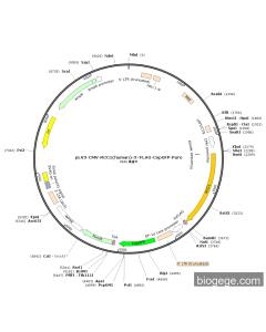 pLV3-CMV-RCC1(human)-3×FLAG-CopGFP-Puro
