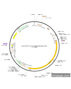 pLV3-CMV-3×FLAG-ADGRG6(human)-Puro