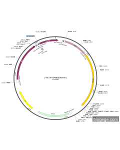 pTac-GST-PPARG(human)