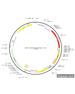 pCMV-TurboRFP-GPX4(human)-4-Neo