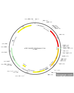pCMV-TurboRFP-GPX4(human)-3-Neo