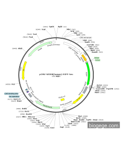 pCMV-NEDD8(human)-EGFP-Neo