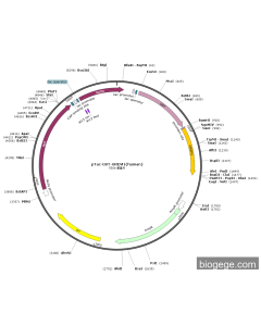 pTac-GST-GREM1(human)