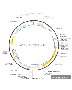 pLV3-CMV-3×FLAG-ADGRG3(human)-Puro