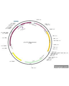 pTac-GST-Zdhhc15(mouse)