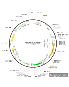 pLV3-CMV-SPON2(human)-3×FLAG-CopGFP-Puro