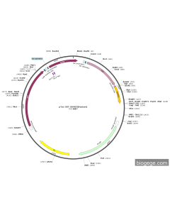 pTac-GST-SUMO3(human)