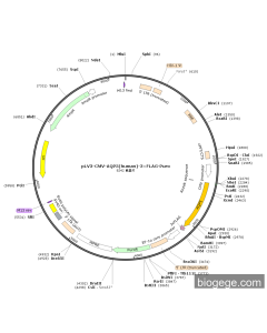 pLV3-CMV-AQP5(human)-3×FLAG-Puro