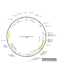 pLV3-CMV-NAXE(human)-Puro