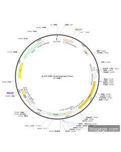 pLV3-CMV-OLA1(human)-Puro