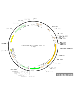 pLV3-CMV-PRAME(human)-EF1a-EGFP-Puro