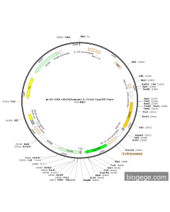 pLV3-CMV-ORC6(human)-3×FLAG-CopGFP-Puro