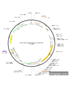 pLV3-CMV-TUBG1(human)-6×His-Puro
