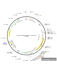 pLV3-CMV-NPSR1(human)-3×FLAG-Puro