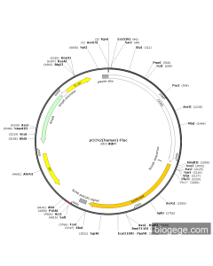 pCCN2(human)-Fluc