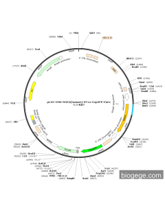 pLV3-CMV-RGS4(human)-EF1a-CopGFP-Puro