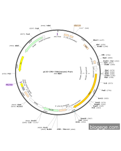 pLV3-CMV-Tfeb(mouse)-Puro