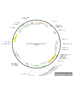 pLV2-CMV-GPX4(human)-HA-Puro
