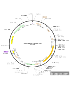 pLV3-CMV-MYC(human)-Puro