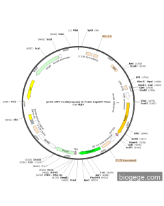 pLV3-CMV-Fosl2(mouse)-3×FLAG-CopGFP-Puro