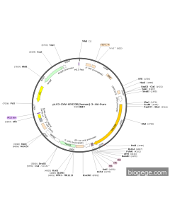 pLV3-CMV-VPS33B(human)-3×HA-Puro