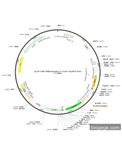 pLV3-CMV-Mafk(mouse)-3×FLAG-CopGFP-Puro
