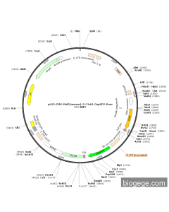 pLV3-CMV-Ifnl2(mouse)-3×FLAG-CopGFP-Puro
