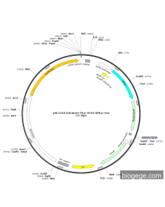 pSLC25A1(human)-Fluc-SV40-hRluc-Neo