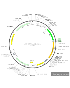 pCMV-EGFP-Nmnat2(rat)-Neo