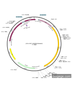 pTac-GST-LRSAM1(human)