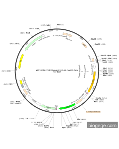 pLV3-CMV-CCND2(human)-3×FLAG-CopGFP-Puro