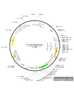 pLV3-CMV-RBBP9(human)-3×FLAG-CopGFP-Puro