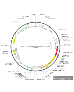 pLV3-CMV-mCherry-SERBP1(human)-3×HA-Puro
